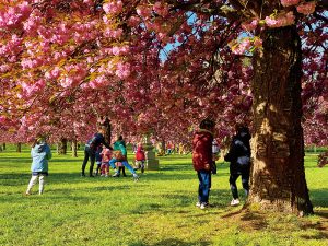 フランスで「Hanami（花見）」が定着！ 家族で楽しむパリの桜スポット